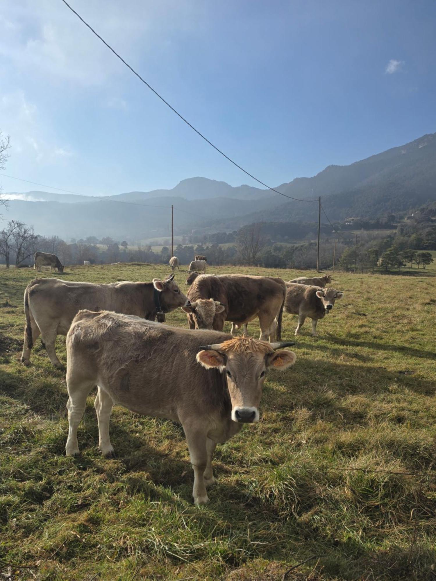 Complex Rural Can Caubet ベルガ エクステリア 写真